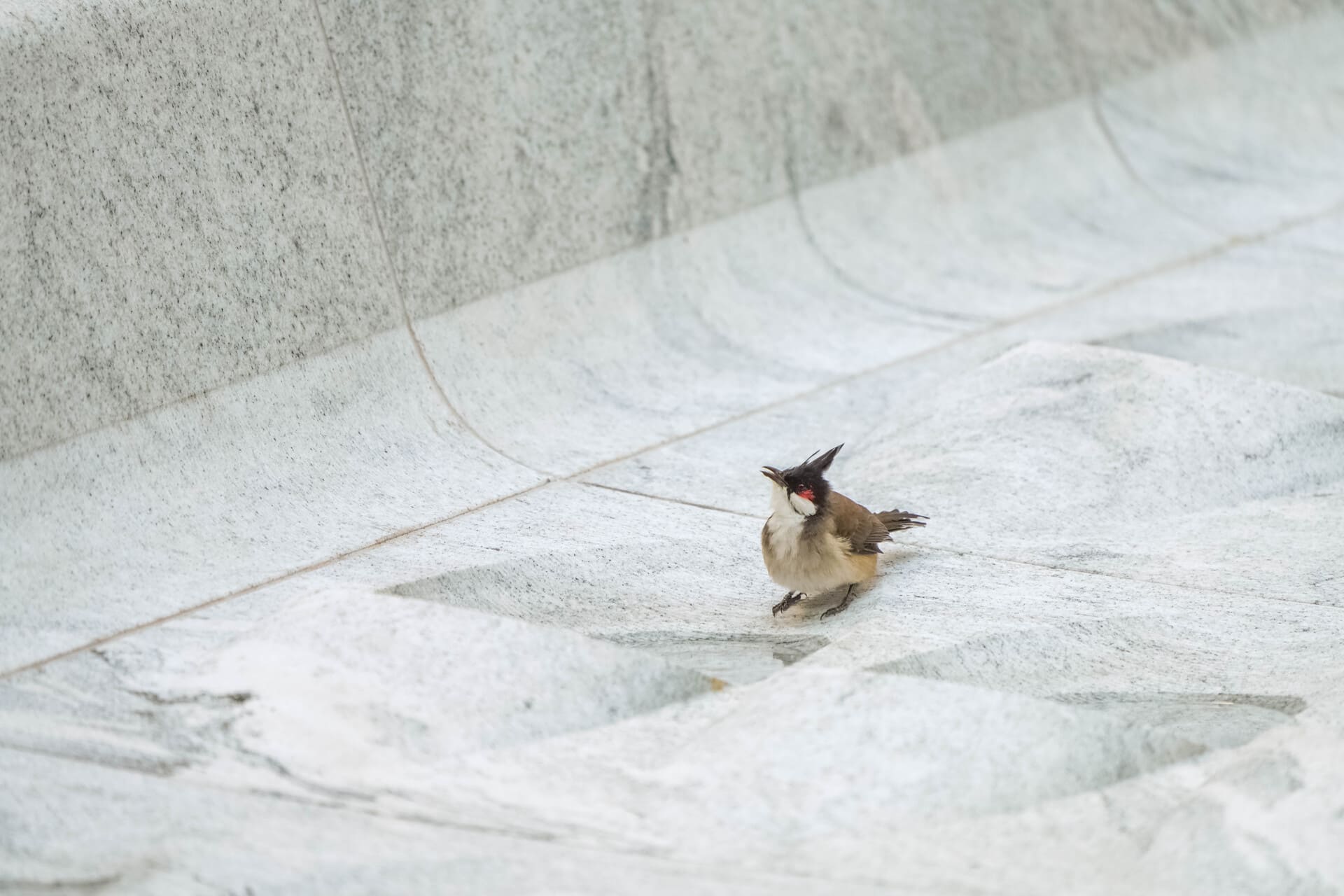 Biodiversity Baseline Study and Surveys