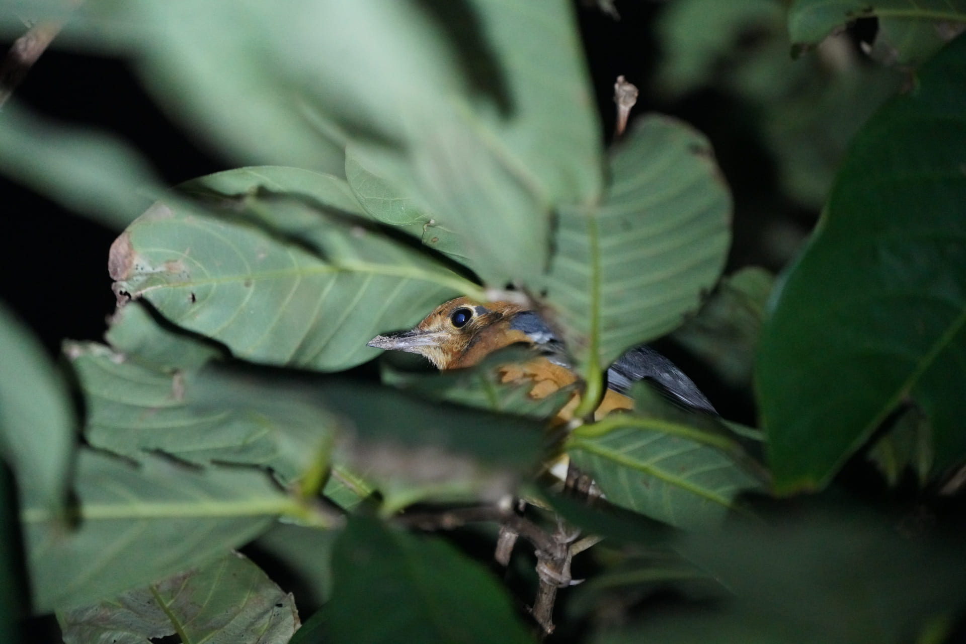 Biodiversity Baseline Study and Surveys