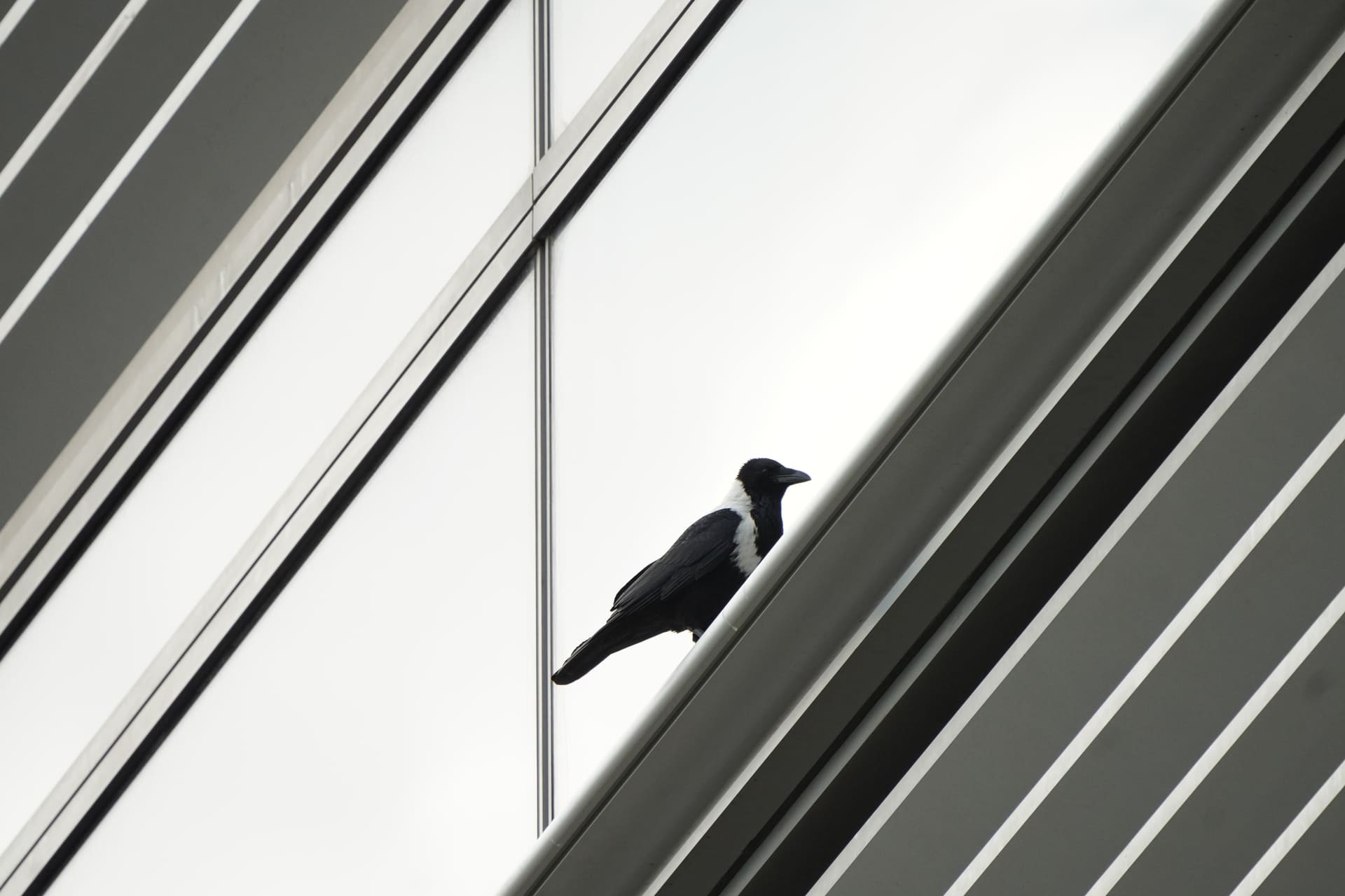 Biodiversity Baseline Study and Surveys