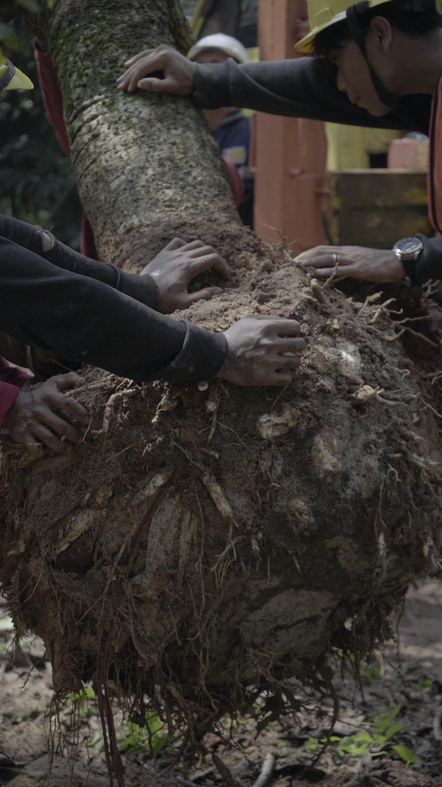 Tree Preservation at Savyvavasa