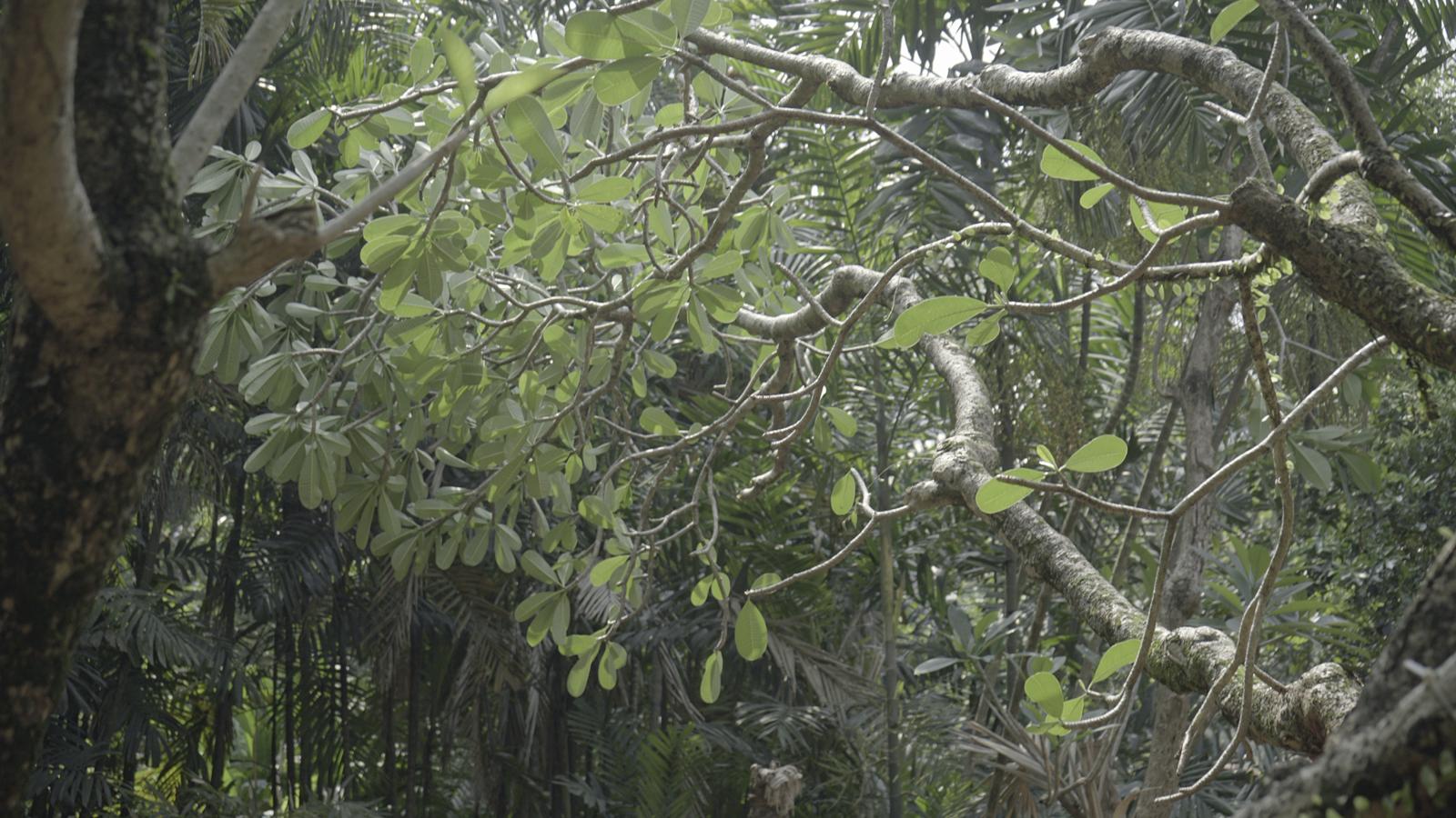 Tree Preservation at Savyvavasa